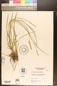 Carex laevivaginata image