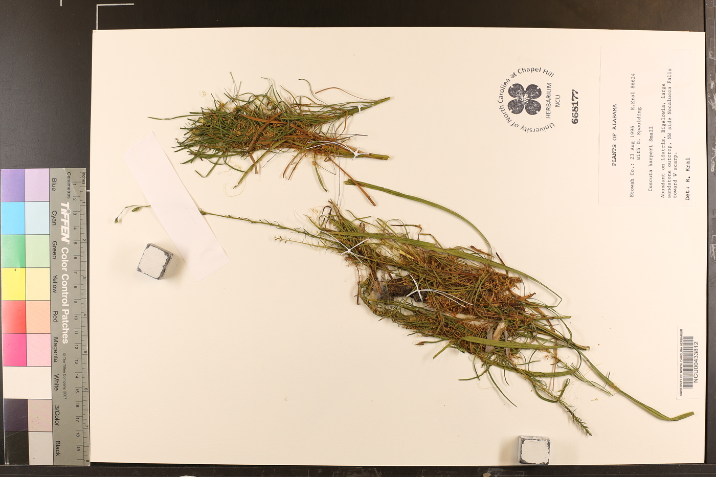 Cuscuta harperi image