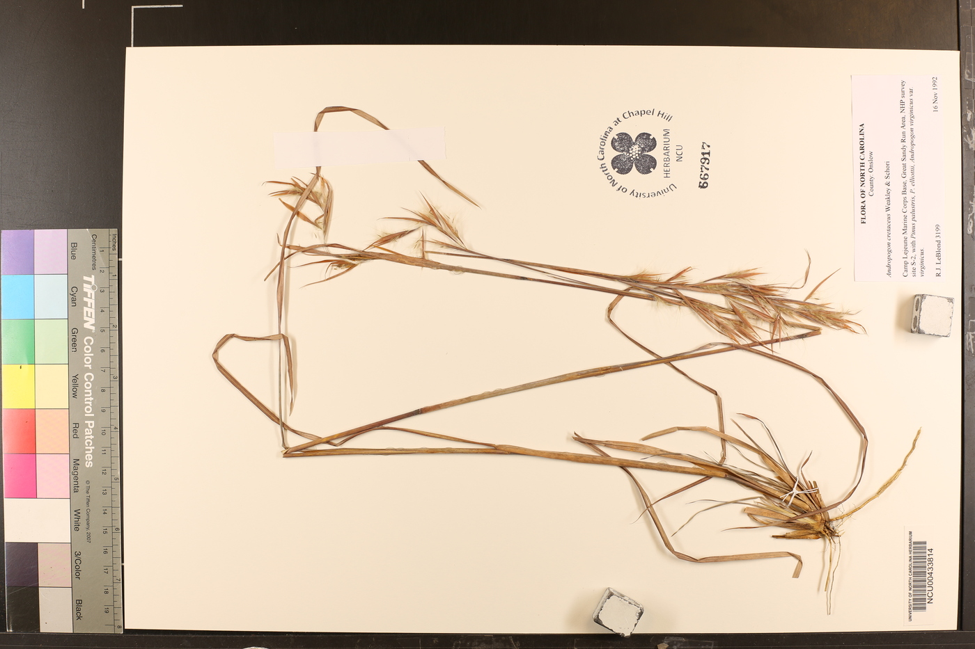 Andropogon cretaceus image