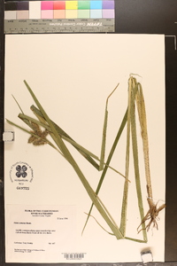 Carex comosa image