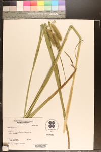 Carex comosa image