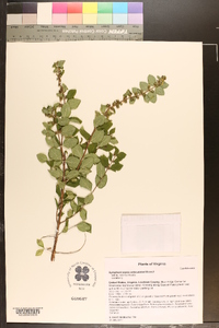 Symphoricarpos orbiculatus image