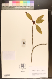 Illicium floridanum image