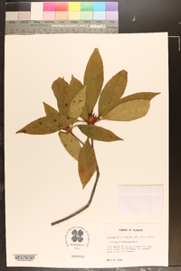Illicium floridanum image