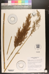 Phragmites australis image