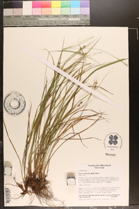 Carex swanii image