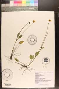 Coreopsis auriculata image