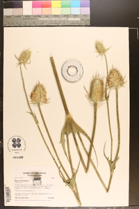 Dipsacus laciniatus image