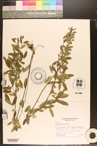 Lespedeza violacea image