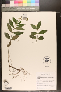 Justicia ovata image