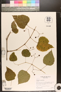 Ampelopsis cordata image