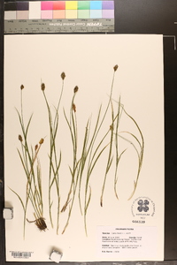 Carex hoodii image