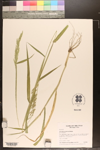 Eriochloa contracta image