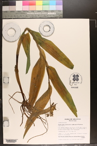 Tradescantia ozarkana image