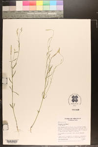 Polygala verticillata image