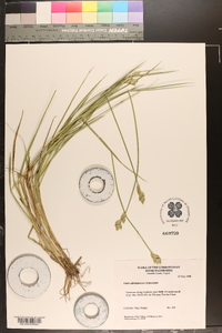 Carex albolutescens image