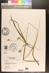 Carex folliculata image