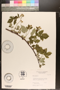 Rubus occidentalis image