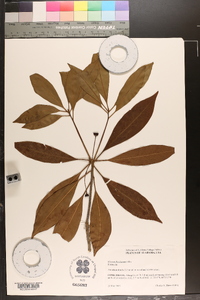 Illicium floridanum image