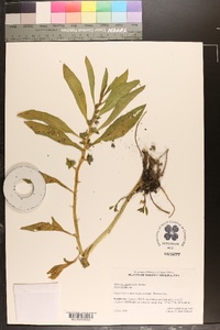 Hydrolea quadrivalvis image