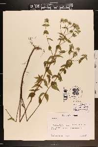 Pycnanthemum muticum image