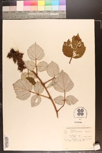 Rubus phoenicolasius image