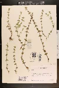 Sophronanthe pilosa image