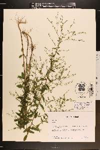 Linum medium var. texanum image