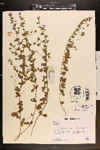 Lespedeza repens image