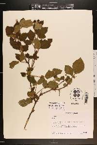 Rubus pensilvanicus image