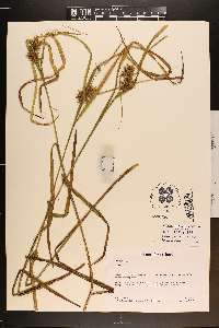 Carex intumescens var. intumescens image