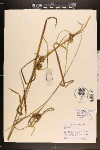 Carex intumescens var. intumescens image