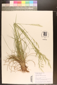 Danthonia sericea image