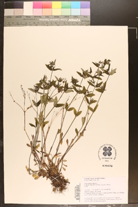 Houstonia purpurea image