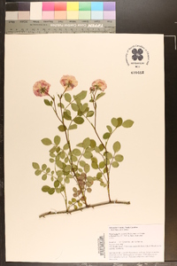 Rosa lucieae image