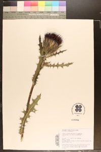 Cirsium horridulum var. horridulum image