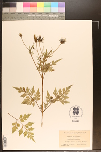 Bidens bipinnata image