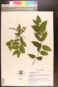 Ailanthus altissima image