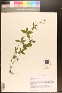 Galium circaezans image