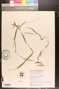 Dichanthelium dichotomum var. nitidum image