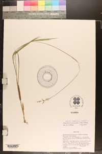 Dichanthelium aciculare var. ramosum image