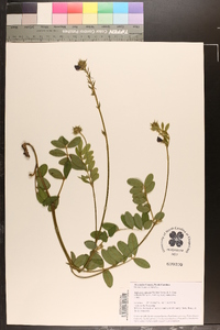 Tephrosia spicata image