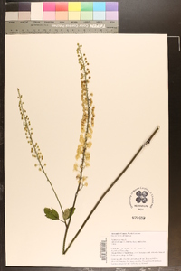 Actaea racemosa image