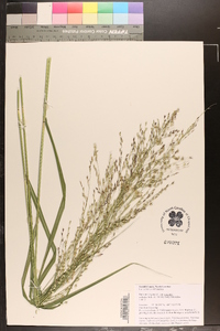 Panicum virgatum var. virgatum image