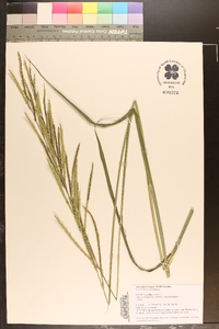 Paspalum urvillei image