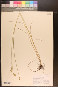 Carex albolutescens image