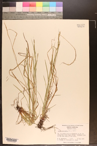 Carex aestivalis image