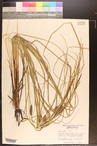 Carex bullata image