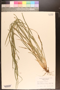 Carex grisea image