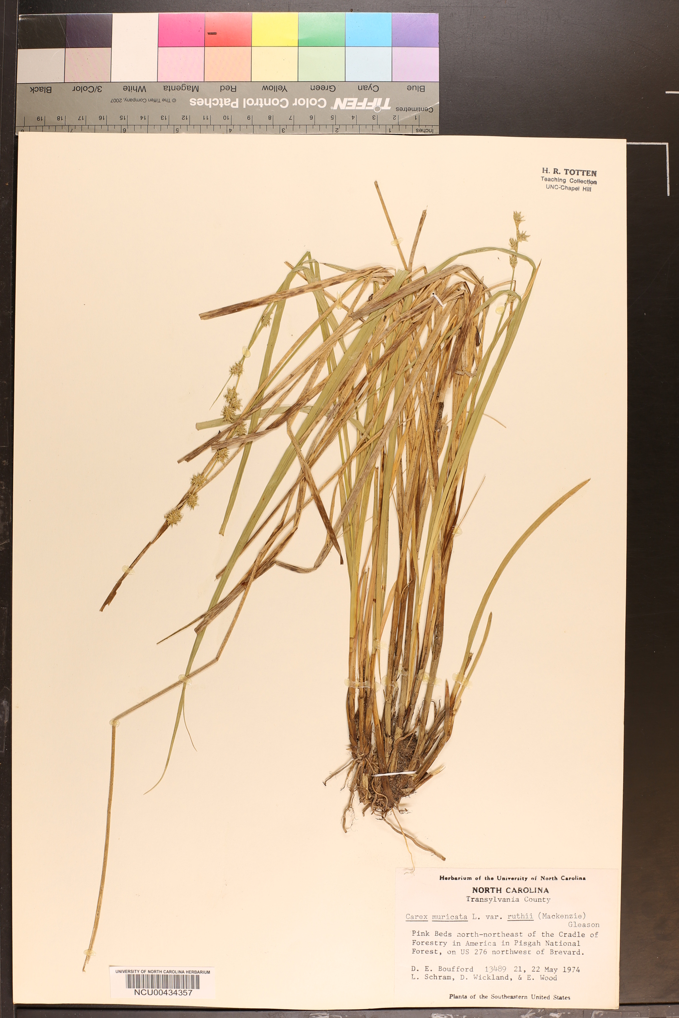 Carex muricata var. ruthii image